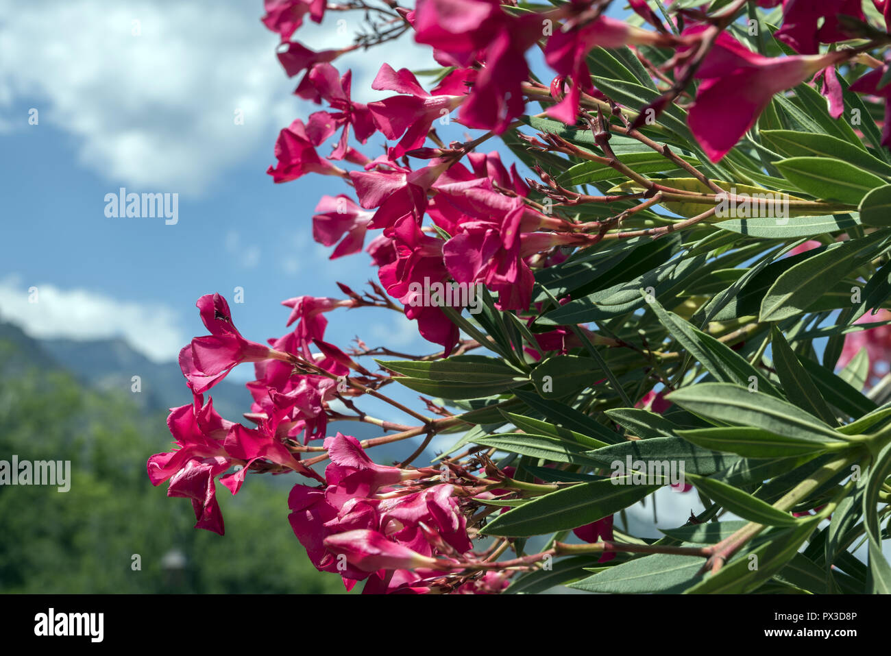 Nerium oleander. Rote oleander gegen den blauen Himmel. Czerwony oleander na tle błękitnego nieba. Stockfoto