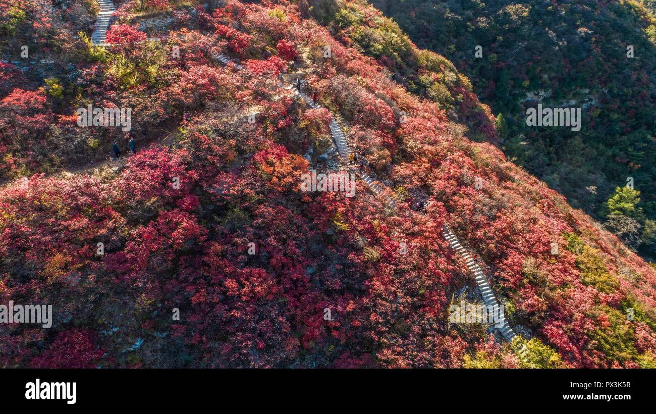 Weifang, Weifang, China. Okt, 2018 19. Weifang, CHINA - Blätter rot, und im Herbst in Weifang gelb, der ostchinesischen Provinz Shandong. Credit: SIPA Asien/ZUMA Draht/Alamy leben Nachrichten Stockfoto