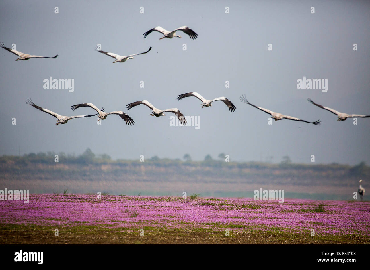 Jiujiang. Okt, 2018 18. Foto am Okt. 18, 2018 zeigt Kranichen auf einen der geschützten Bereiche am Poyang See in Duchang County, der ostchinesischen Provinz Jiangxi. Der Poyang See, Chinas größtem Süßwassersee, sah eine Herde von Kranichen in Es überwintern. Vom Spätherbst bis zum frühen Winter jedes Jahr hunderttausende Zugvögel fliegen von Russland, Japan und China der nordöstlichen und nordwestlichen Regionen um Poyang See zu vereinbaren und den kommenden kalten Wetter entfliehen. Quelle: Fu Jianbin / Xinhua/Alamy leben Nachrichten Stockfoto