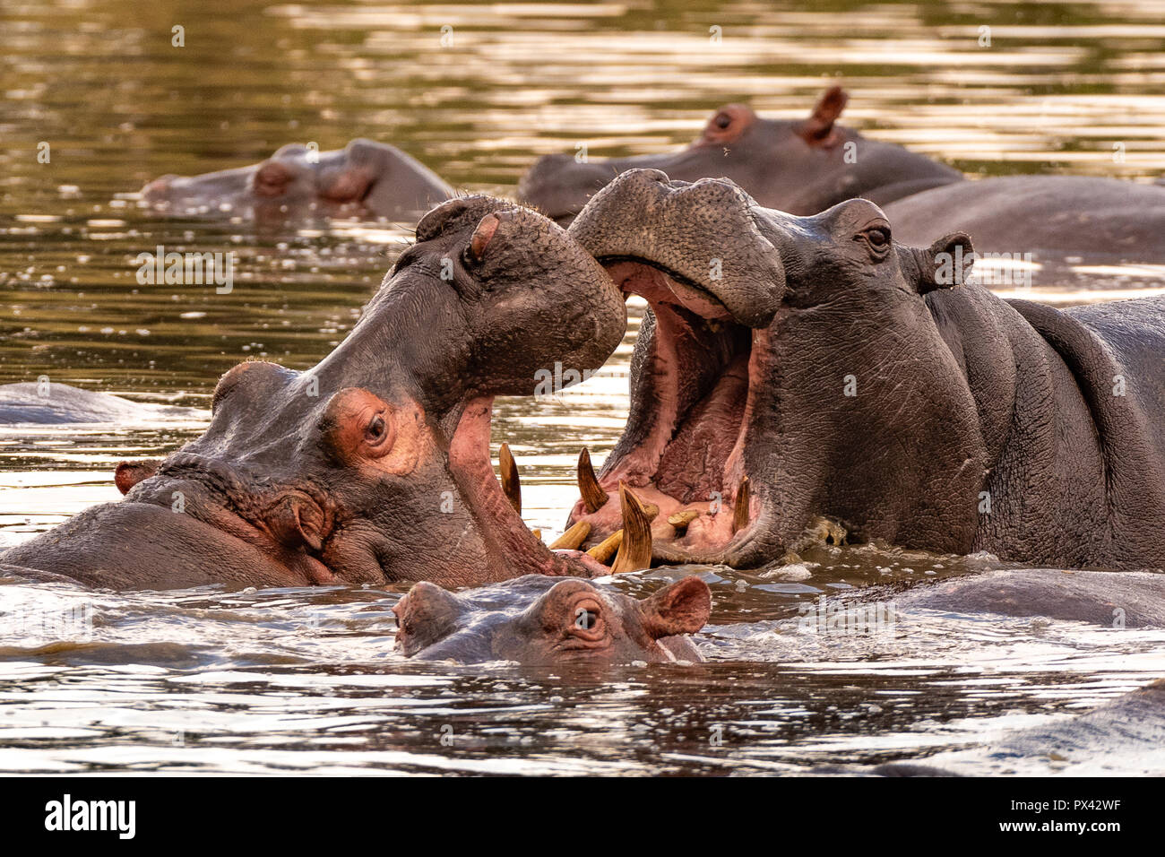 Dieses Bild von Nilpferd ist in der Masai Mara in Kenia. Stockfoto