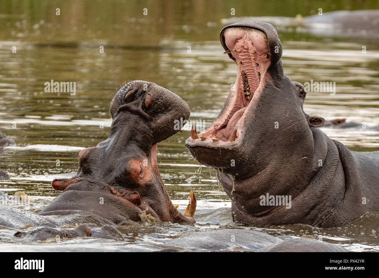 Dieses Bild von Nilpferd ist in der Masai Mara in Kenia. Stockfoto