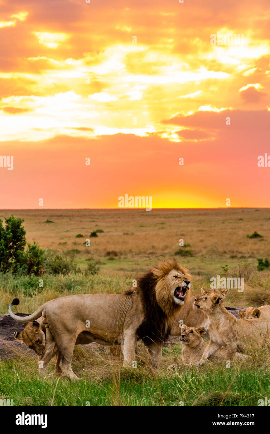 Dieses Bild von der Familie des Löwen ist in der Masai Mara in Kenia. Stockfoto