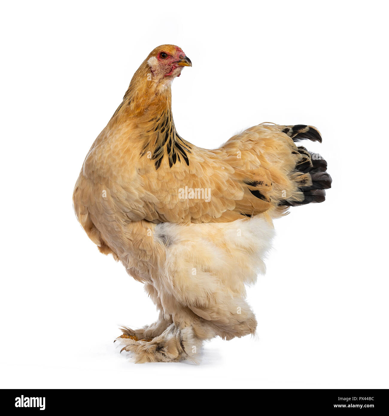 Junge Brahma Huhn stehend seitlich und Kopf nach hinten, auf weißem Hintergrund Stockfoto