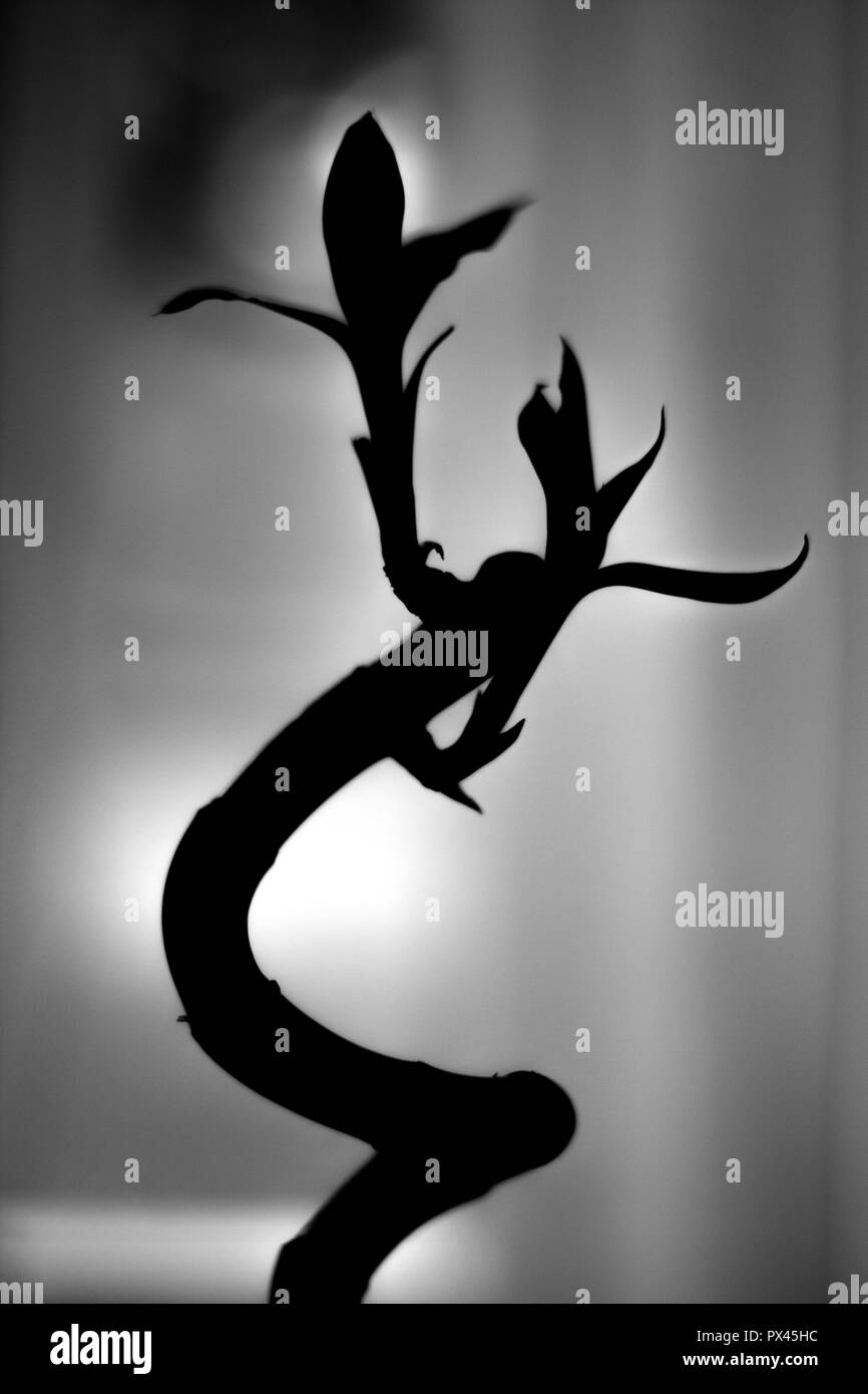 Hintergrundbeleuchtung twisted Werk in Schwarz und Weiß Stockfoto