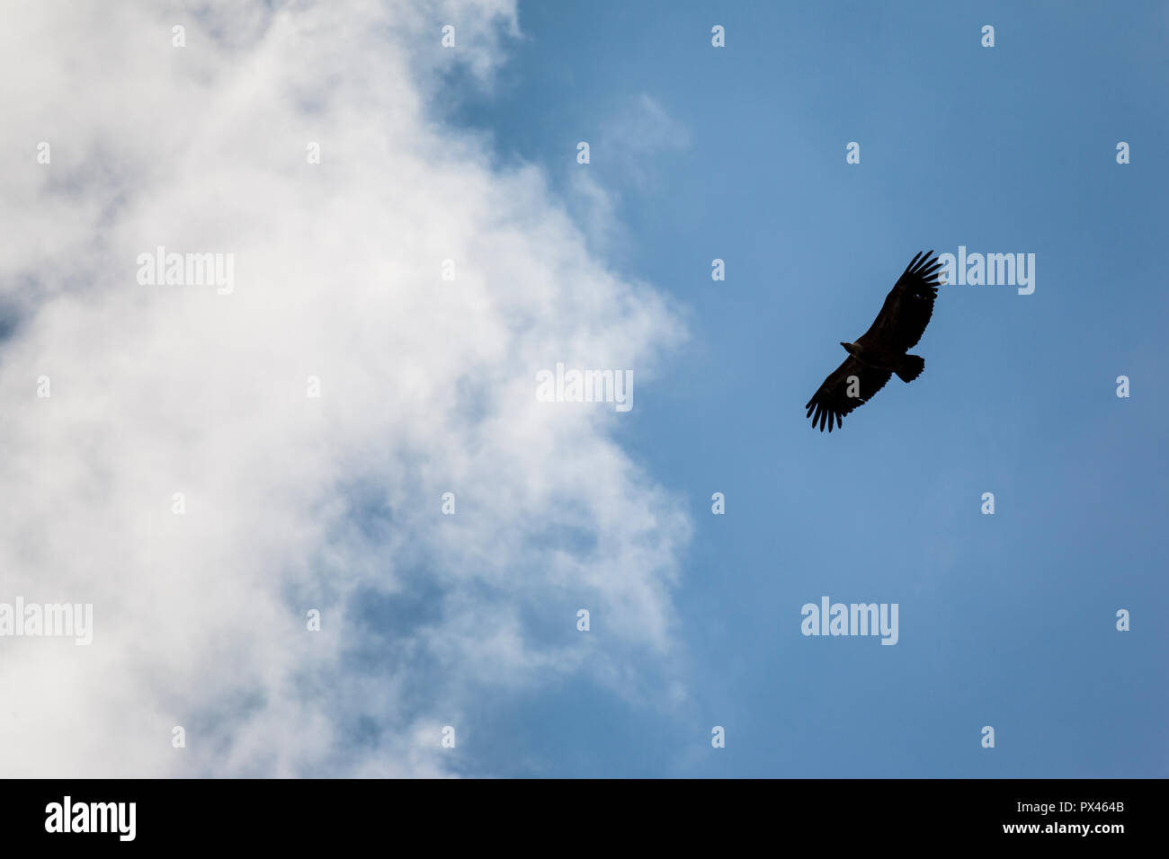 (Eurasische) Gänsegeier (Tylose in fulvus) Stockfoto