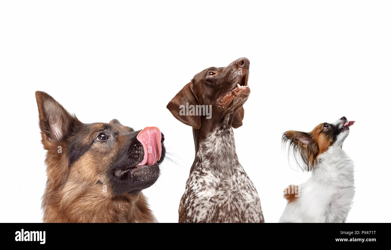 Close-up Kopf Schüsse von vier glückliche Hunde verschiedener Rassen isoliert auf Weiss. Collage Stockfoto
