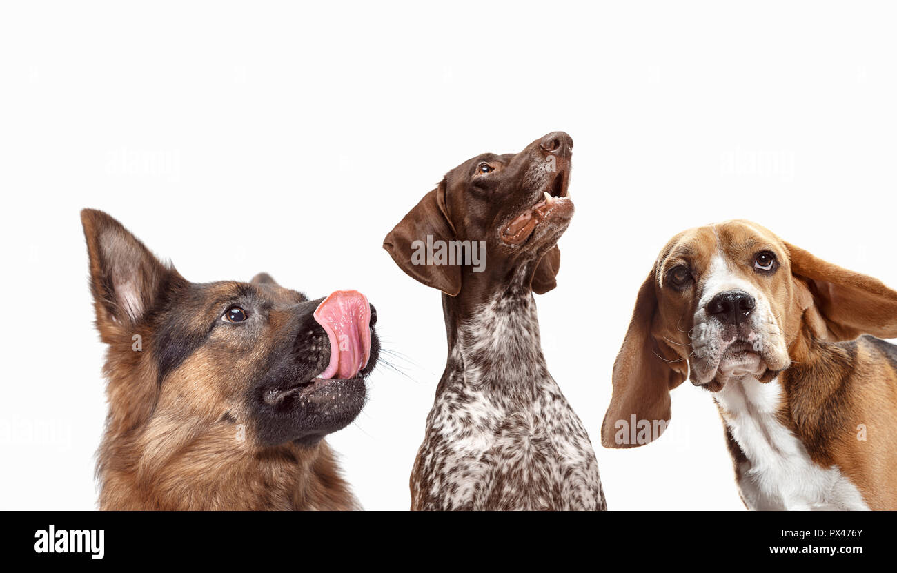 Close-up Kopf Schüsse von vier glückliche Hunde verschiedener Rassen isoliert auf Weiss. Collage Stockfoto