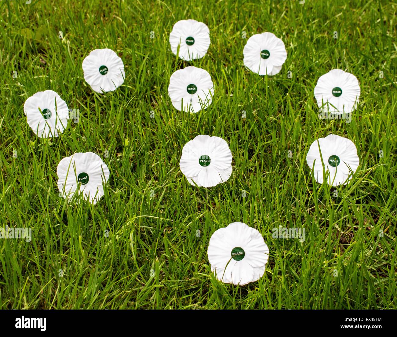 Weißer Mohn Erinnerung weiß Frieden Mohn Stockfoto