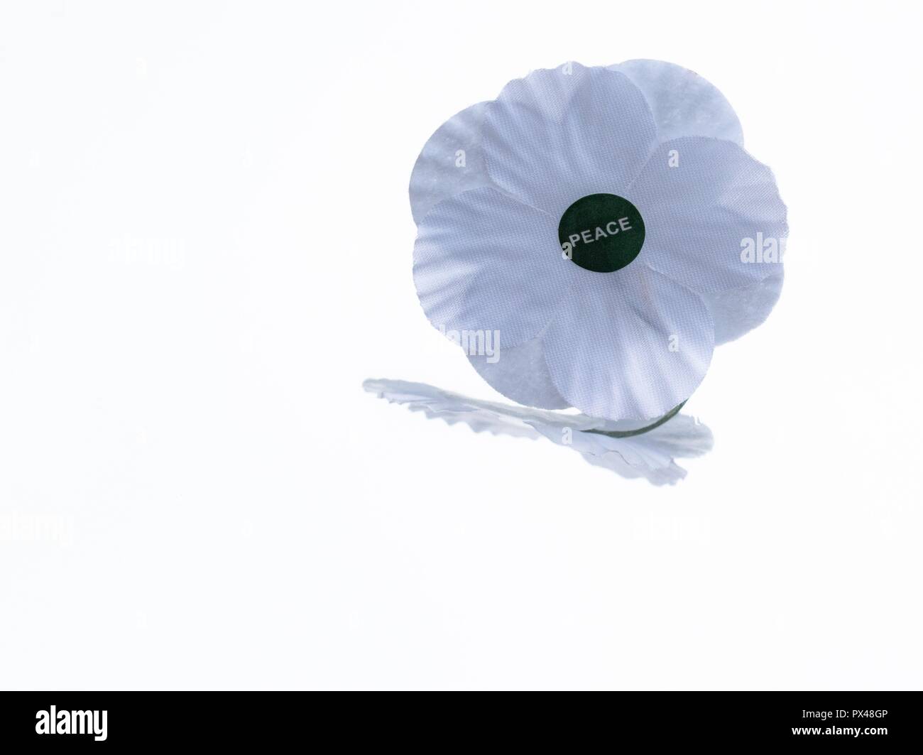 Weißer Mohn Erinnerung weiß Frieden Mohn Stockfoto