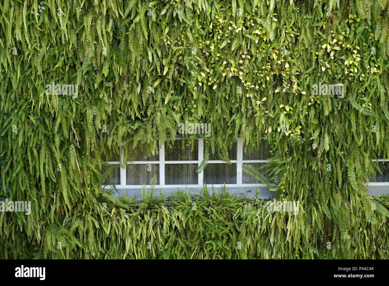 5 sterne Hotel Rex. Vegetal Wand. Ho Chi Minh City. Vietnam. Stockfoto