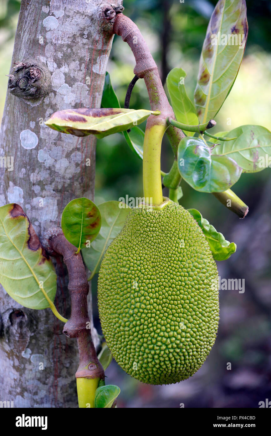 Jack Frucht (artocarpus Heterophyllus) auf einem Baum. Cai. Vietnam. Stockfoto