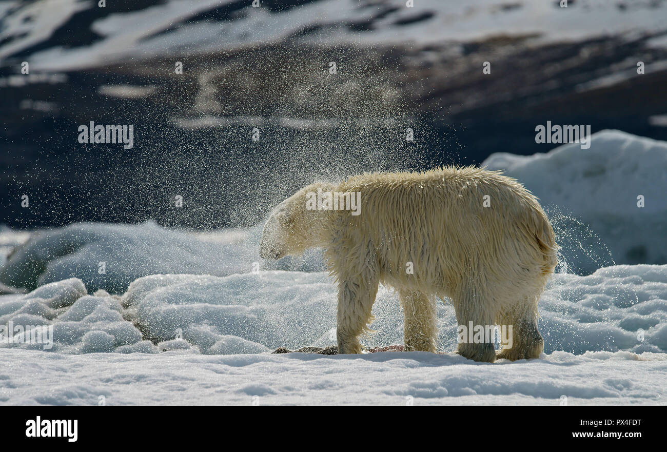 Eisbär (Ursus maritimus) schüttelt sich, Spritzwasser, Svalbard, der norwegischen Arktis, Norwegen Stockfoto