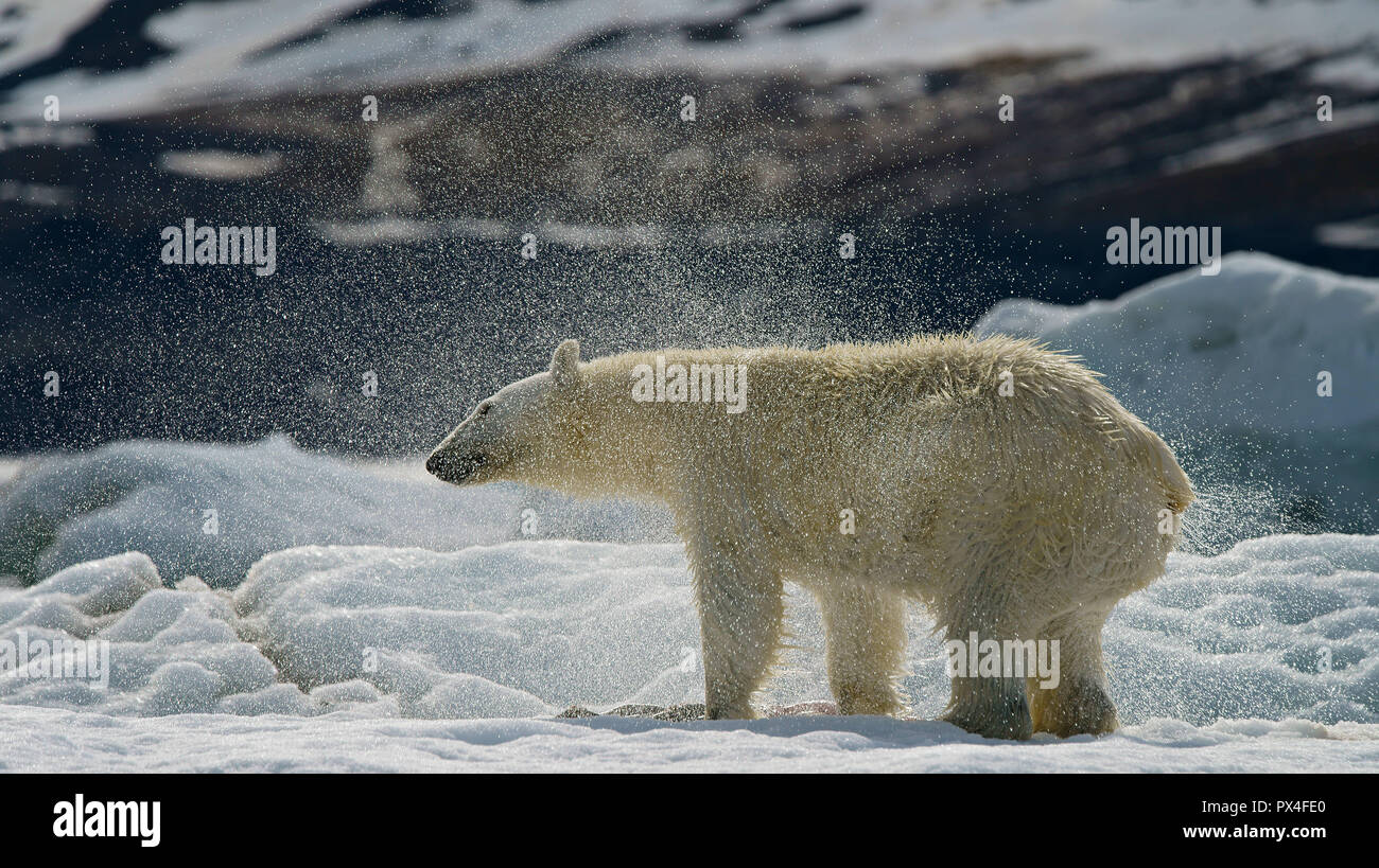 Eisbär (Ursus maritimus) rüttelt, Spritzer Tropfen Wasser, in der norwegischen Arktis Svalbard, Norwegen Stockfoto