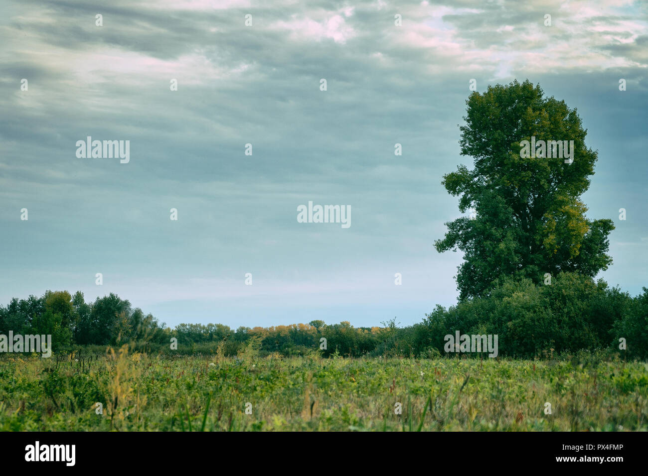 Hohes alter Baum steht alleine auf einer Wiese Stockfoto