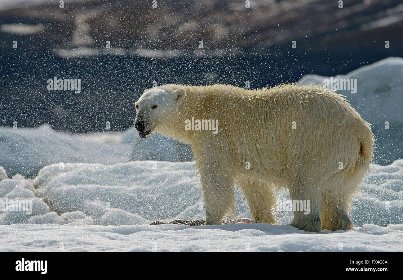 Eisbär (Ursus maritimus) rüttelt, Spritzer Tropfen Wasser, in der norwegischen Arktis Svalbard, Norwegen Stockfoto