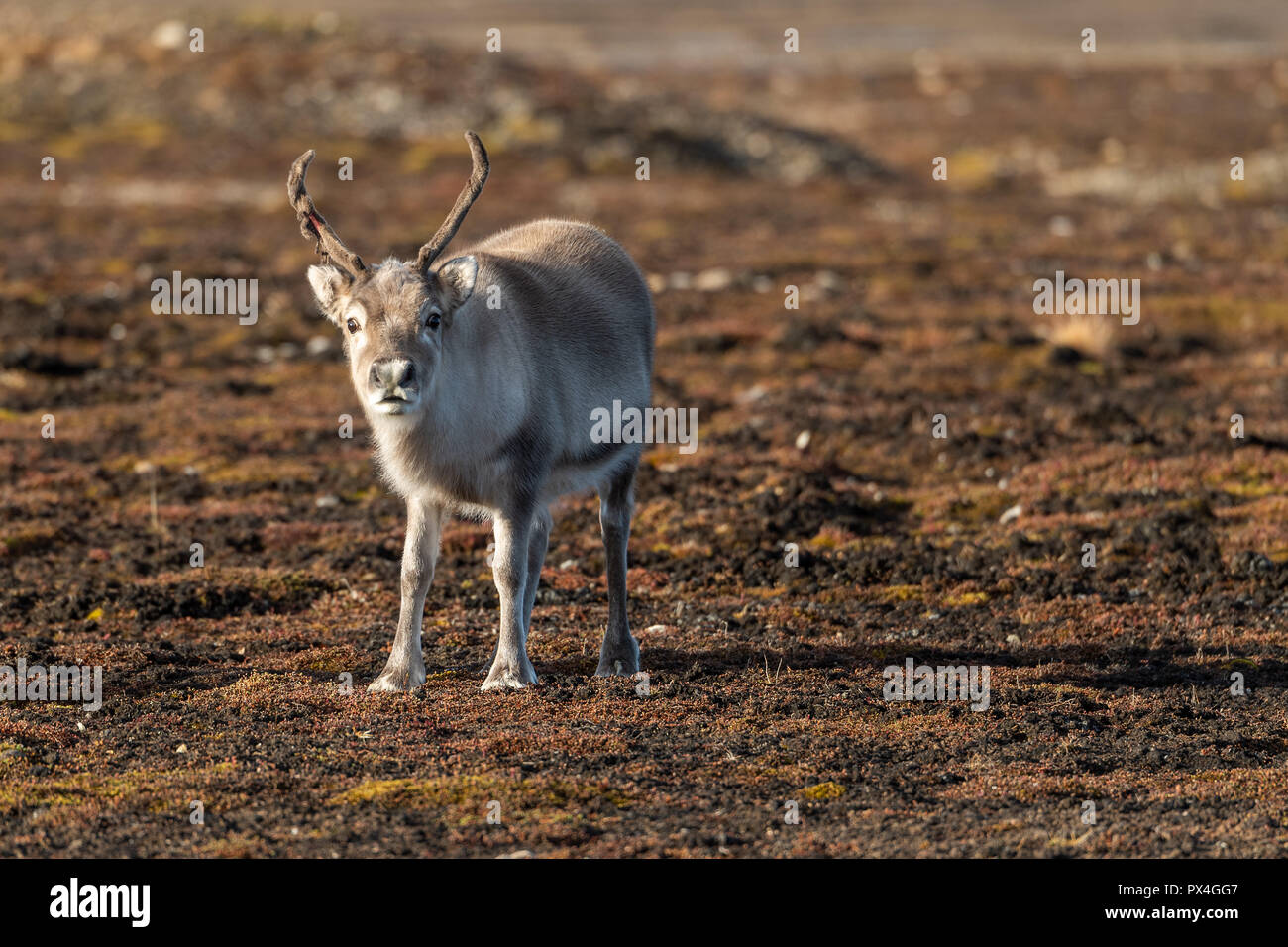 Svalbard Rentier (Rangifer tarandus platyrhynchus), Inselgruppe Spitzbergen, Svalbard und Jan Mayen, Norwegen Stockfoto