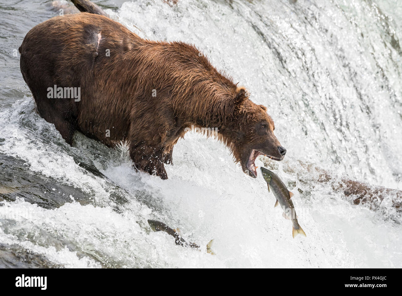 Braunbär (Ursus arctos) während Lachs Angeln, Brooks, Brooks River, Katmai National Park, Alaska, USA Stockfoto