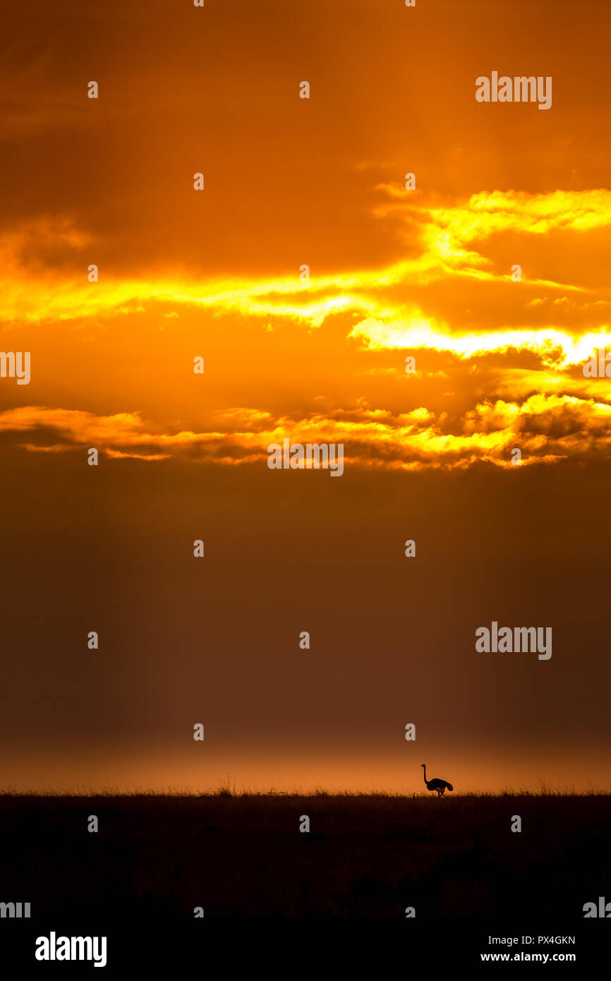 Dieses Bild von der Strauß ist in der Masai Mara in Kenia. Stockfoto