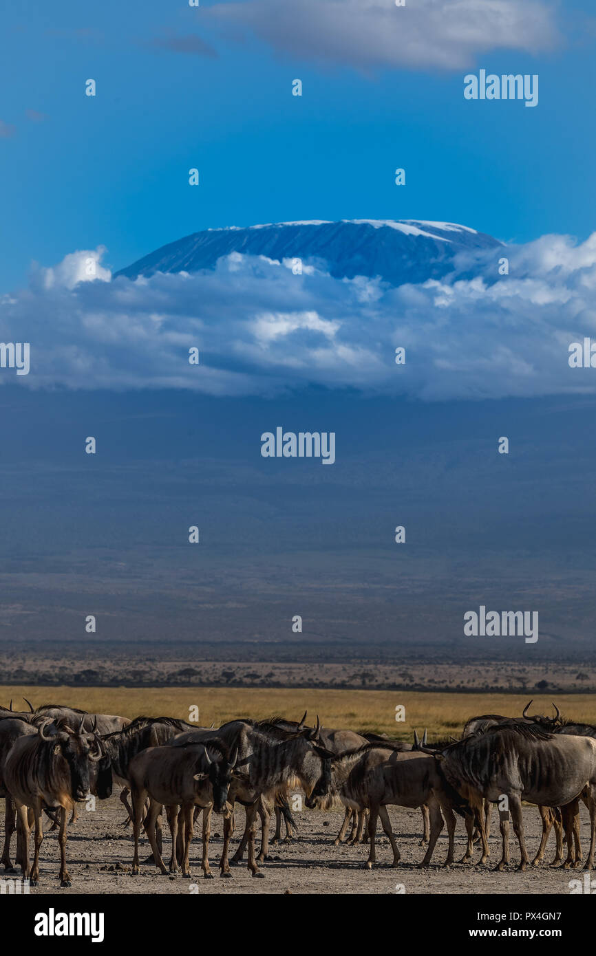 Dieses Bild von Gnus mit der Kilimanjaro ist in der Amboseli in Kenia. Stockfoto