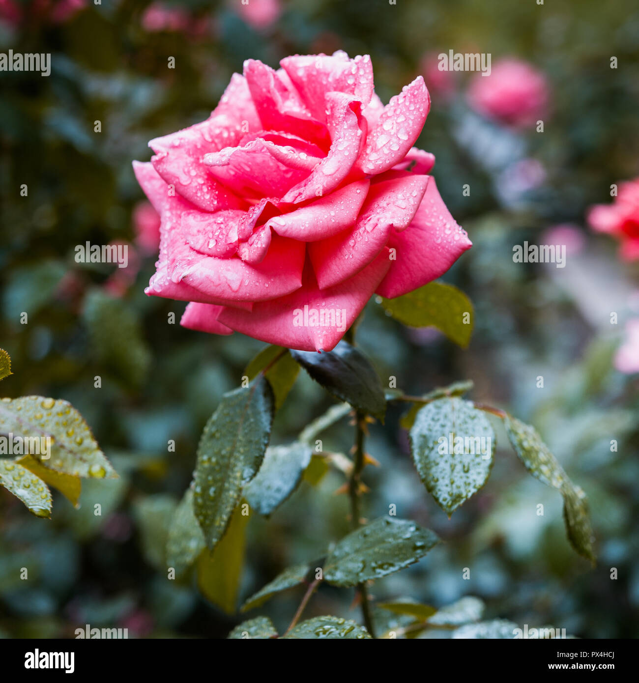 Rose im Schlossgarten von Prag Stockfoto Rose im Schlossgarten von Prag Stockfoto