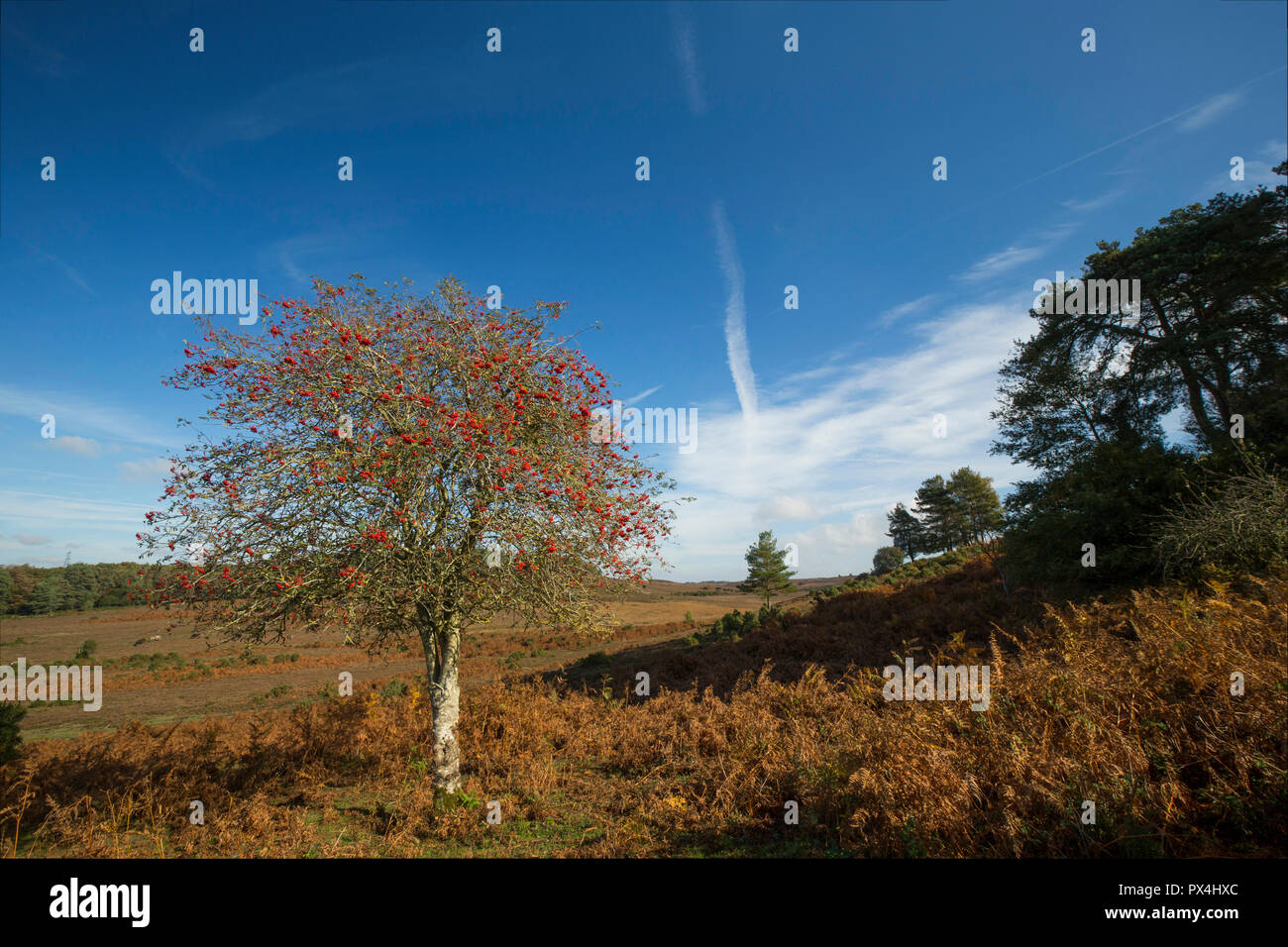 Eine einzelne Rowan Tree oder Eberesche, Sorbus aucuparia, voller Beeren im Oktober in der Neuen Wald Hampshire England UK GB wächst. Stockfoto