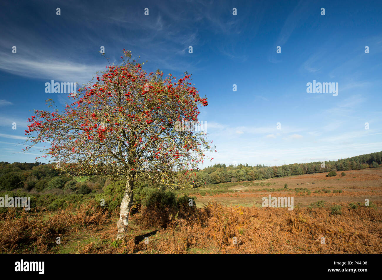 Eine einzelne Rowan Tree oder Eberesche, Sorbus aucuparia, voller Beeren im Oktober in der Neuen Wald Hampshire England UK GB wächst. Stockfoto