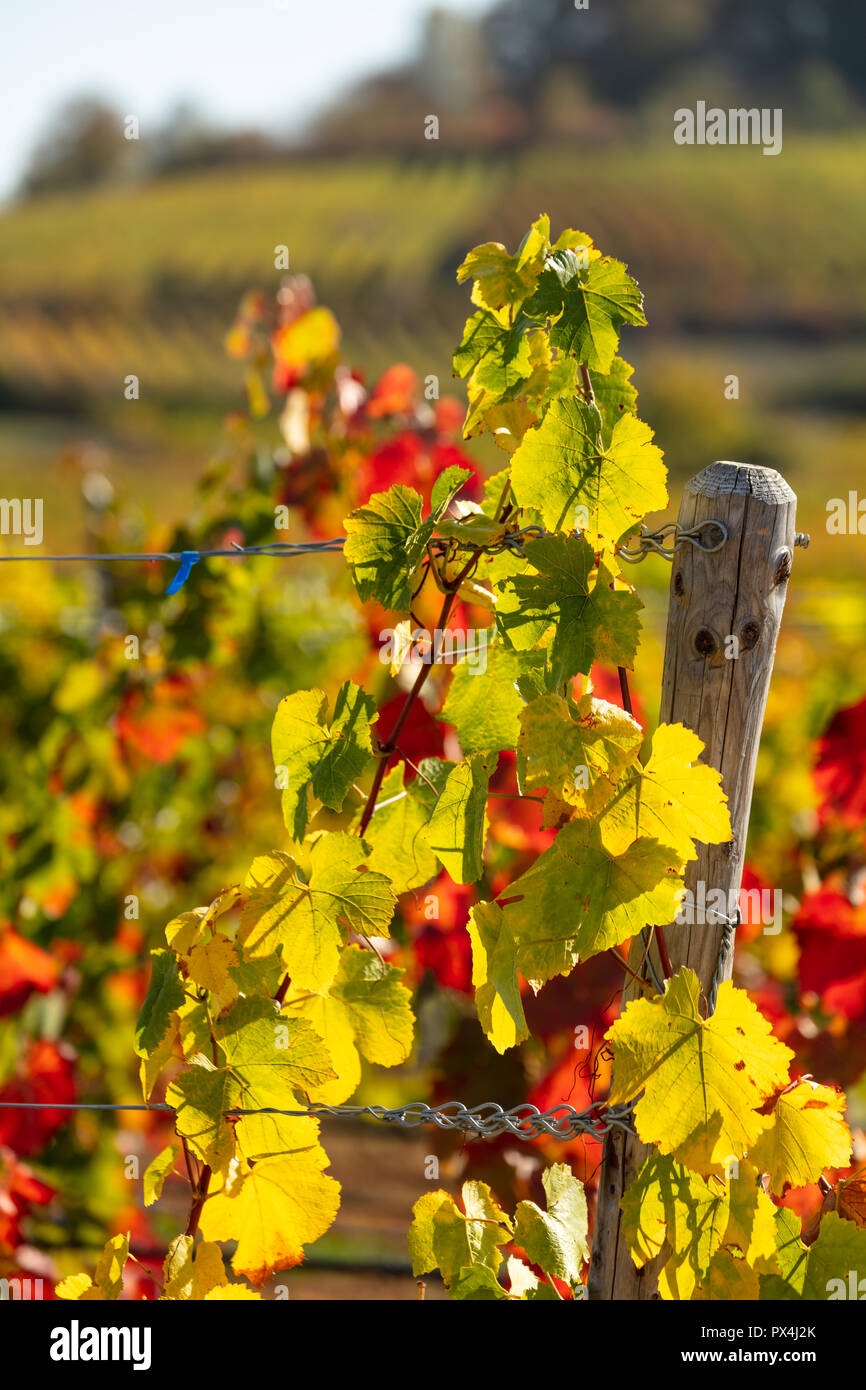 Gemeinsame Rebsorten in herbstlichen Farben Stockfoto