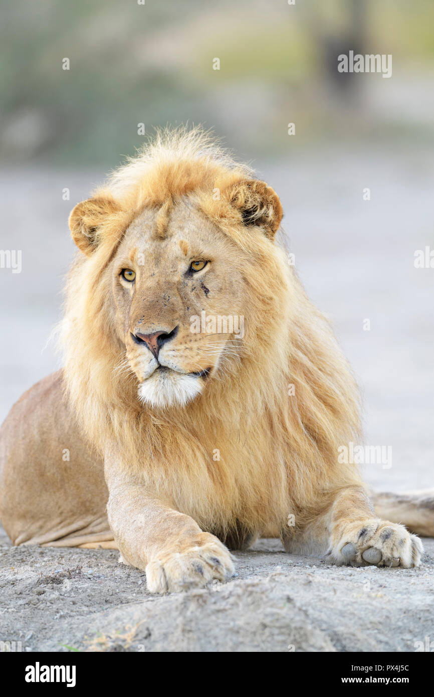 Männliche Löwe (Panthera leo) Porträt, liegend, Ngorongoro Conservation Area, Tansania. Stockfoto
