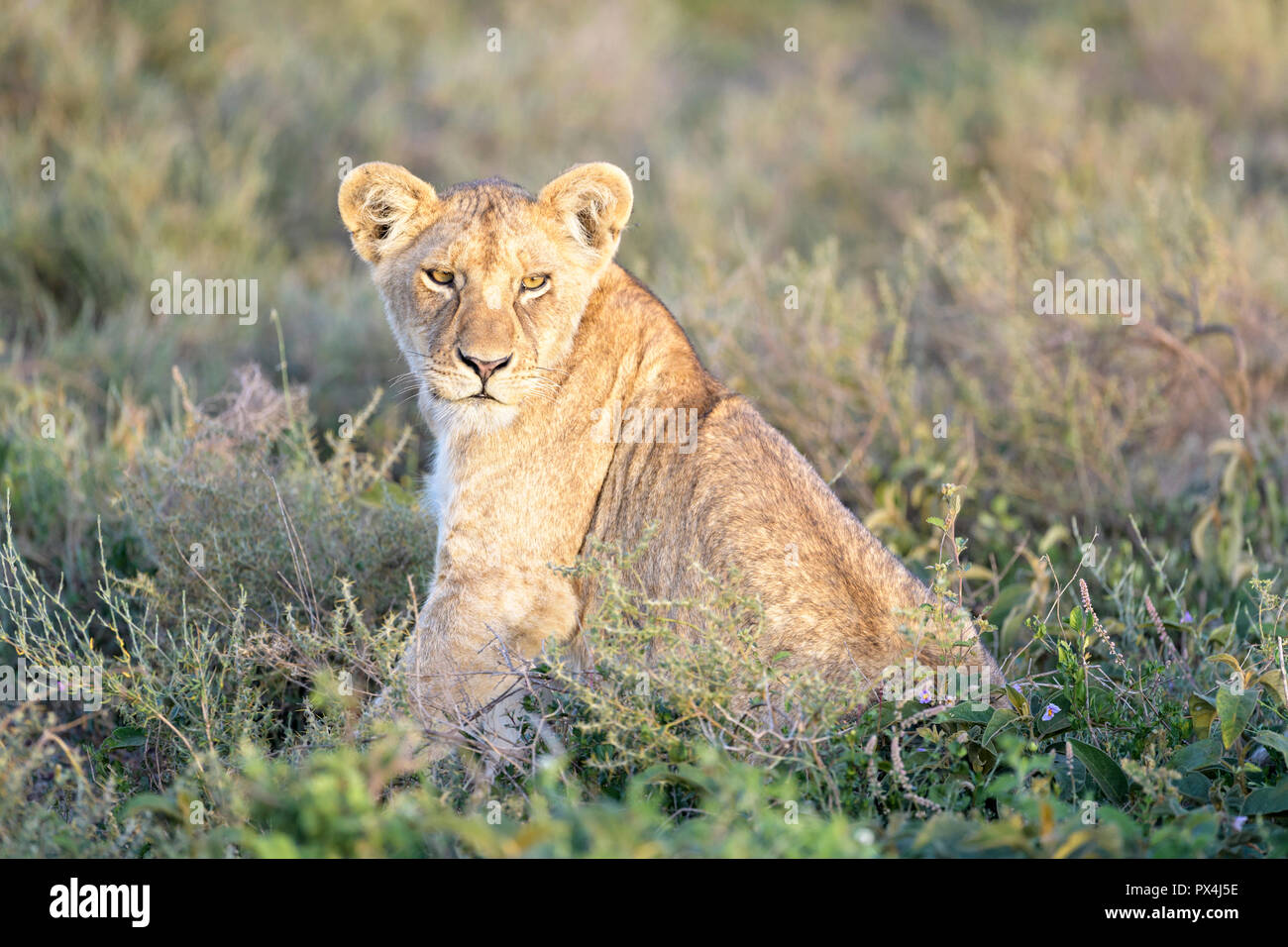 Löwe (Panthera leo) Cub sitzen unten im hohen Gras auf der Savanne, Ngorongoro Conservation Area, Tansania. Stockfoto