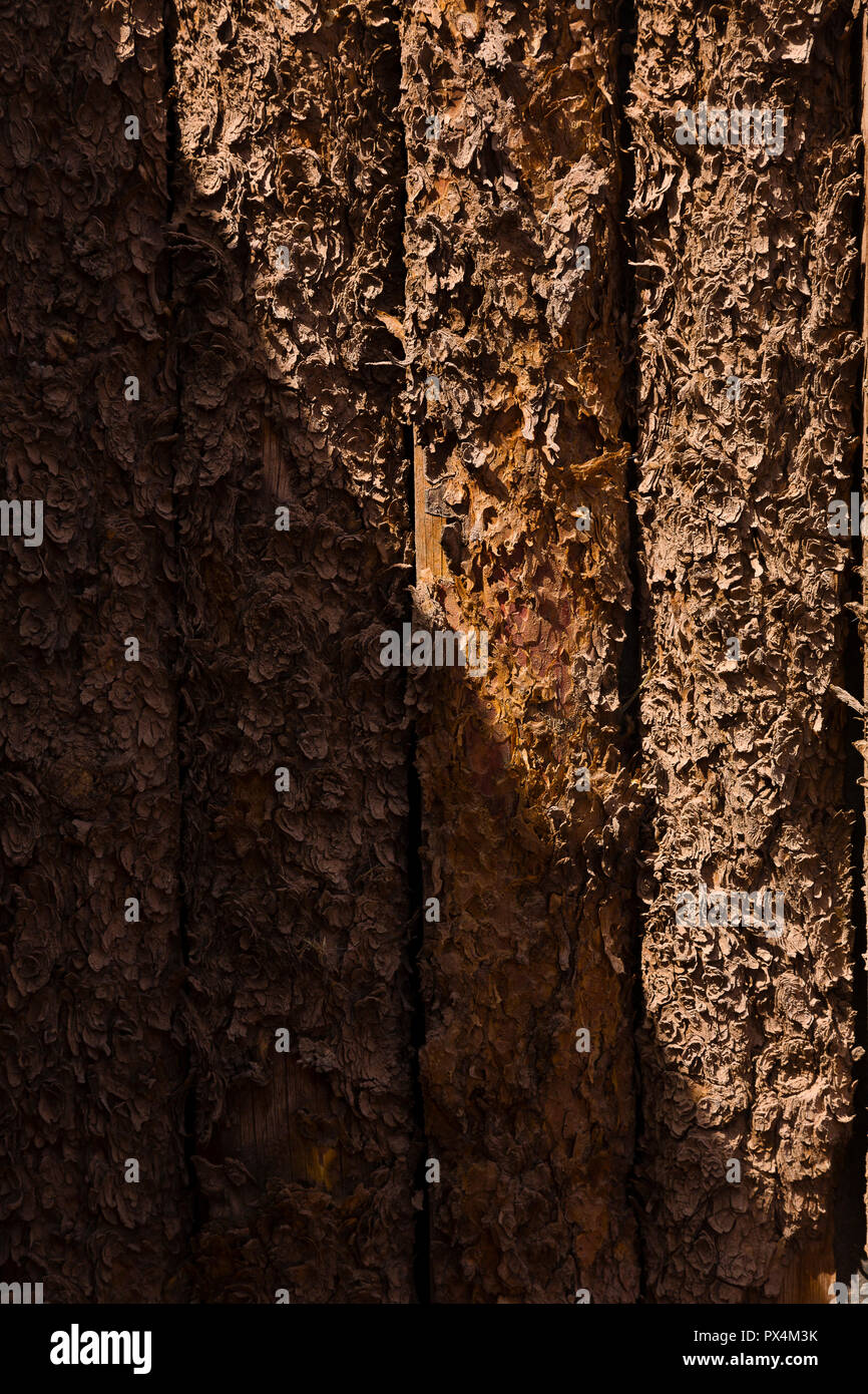 Paria River Ranch, AZ. Detailansicht der Holz- Textur mit Peeling, Rinde und Splitter. Stockfoto
