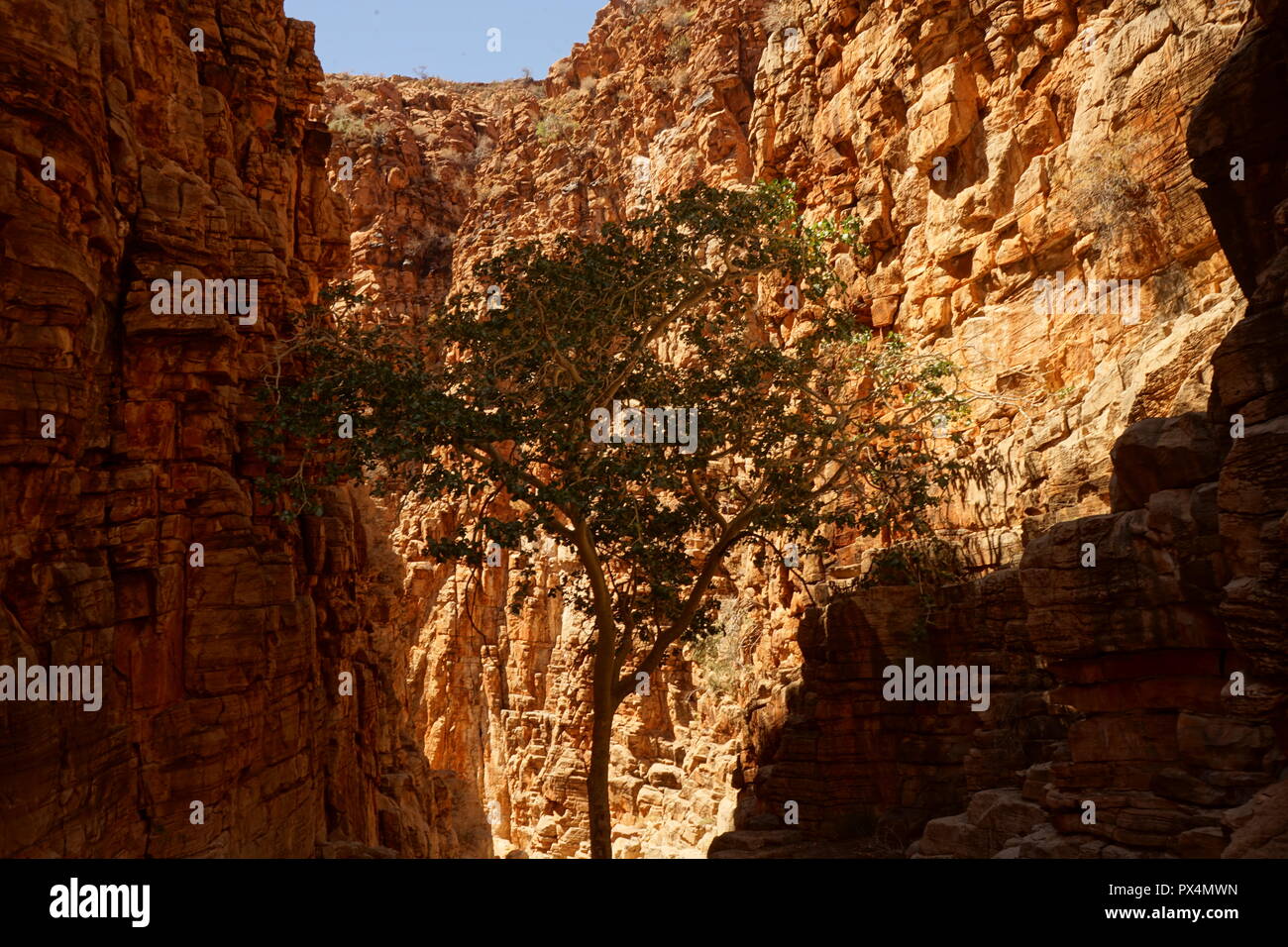Baum in einer Schlucht, OliveTrail, Naukluft Gebirge, Namib-Naukluft Park, Namibia, Afrika/Namib-Naukluft-Nationalpark Stockfoto