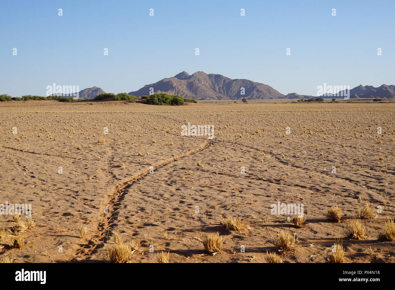 Seriem, Tierspuren in der Wüste, nahe Sesriem Campingplatz, Namibia, Afrika Stockfoto