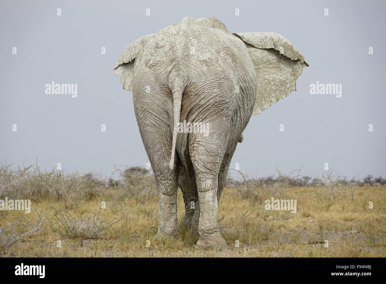Weißer Elefant, mit weißem Schlamm bedeckt, Etosha Nationalpark, Namibia, Afrika Stockfoto