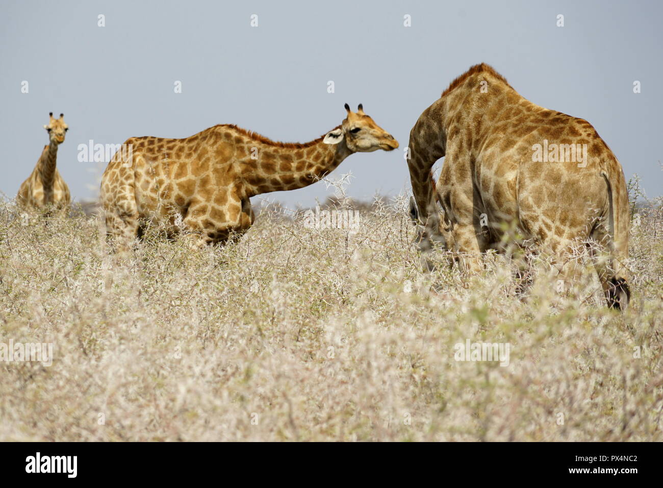 Giraffen fressen einen trockenen Dornbüschen, Etosha Nationalpark, Republik Namibia, Afrika Stockfoto