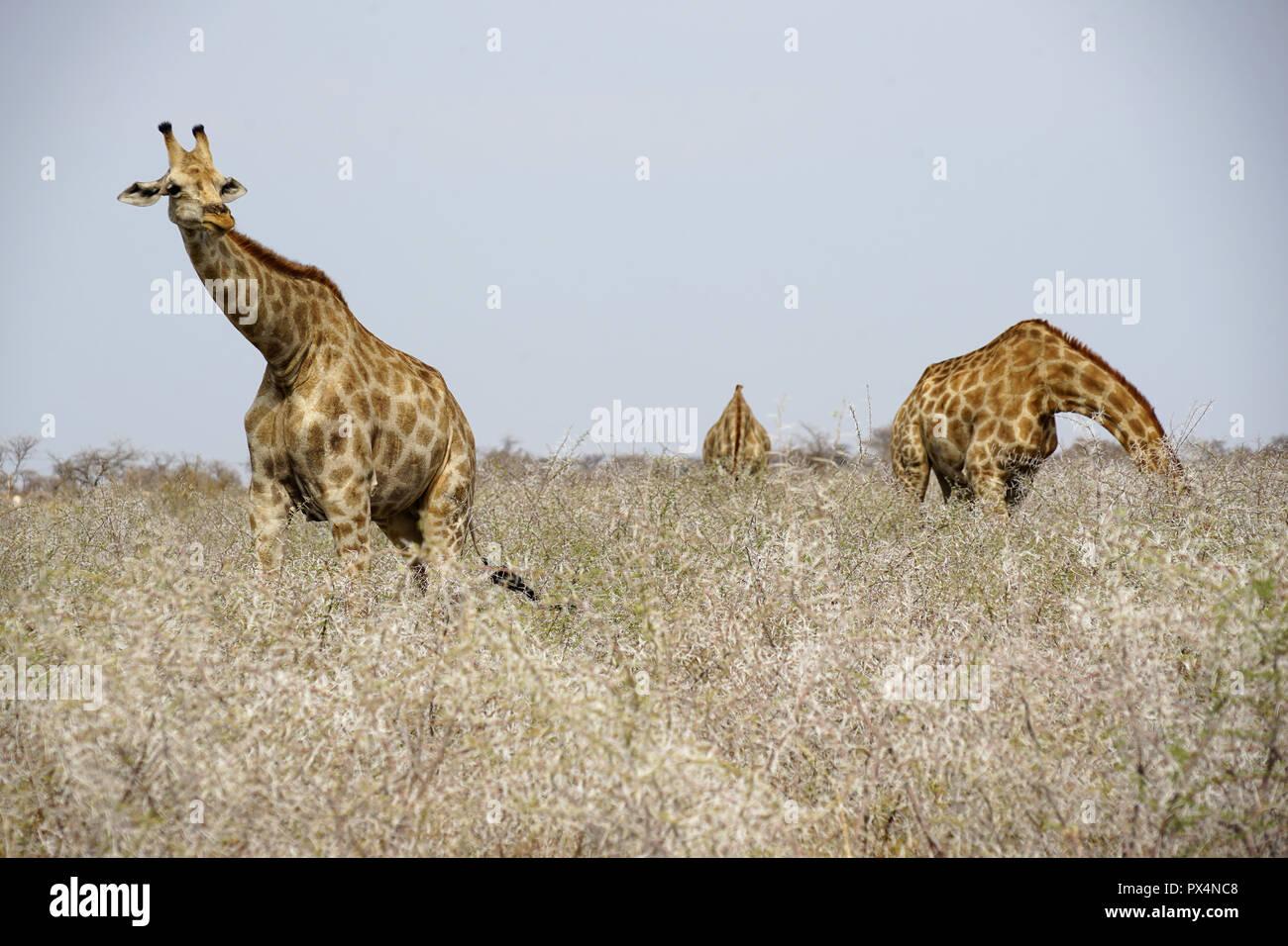 Giraffen fressen einen trockenen Dornbüschen, Etosha Nationalpark, Republik Namibia, Afrika Stockfoto