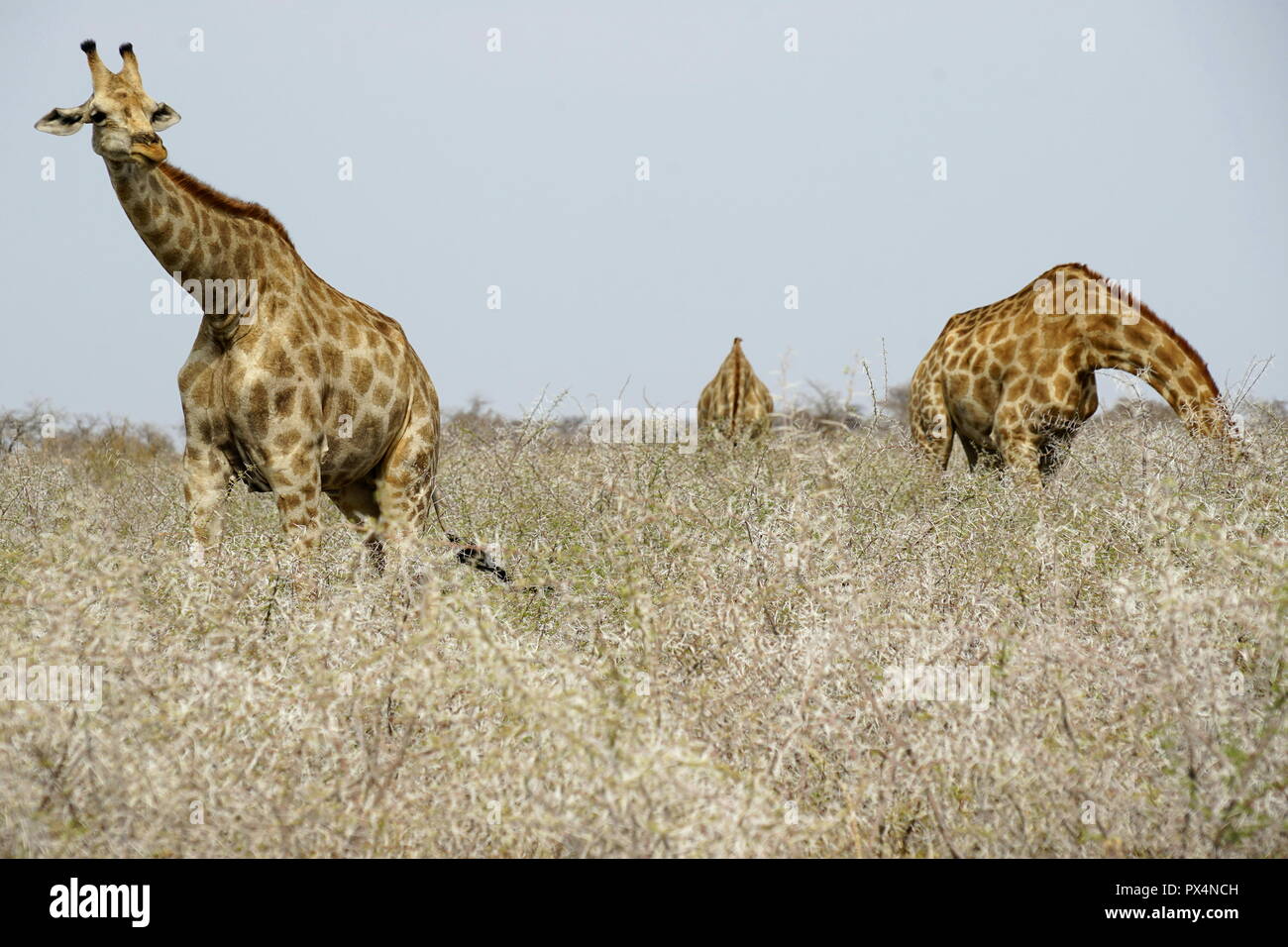 Giraffen fressen einen trockenen Dornbüschen, Etosha Nationalpark, Republik Namibia, Afrika Stockfoto