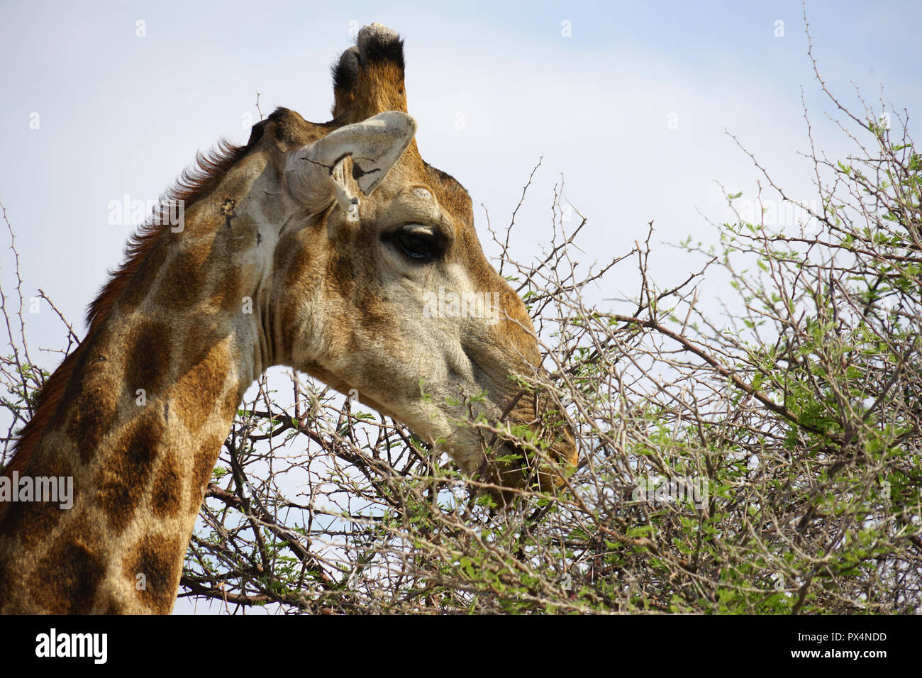 Giraffe frisst Blätter einer Akazie, Etosha Nationalpark, Republik Namibia, Afrika Stockfoto