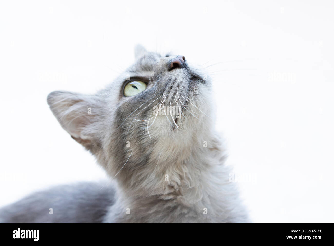 Graue Katze Mit Grünen Augen Nahaufnahme der grauen katze -Fotos und -Bildmaterial in hoher