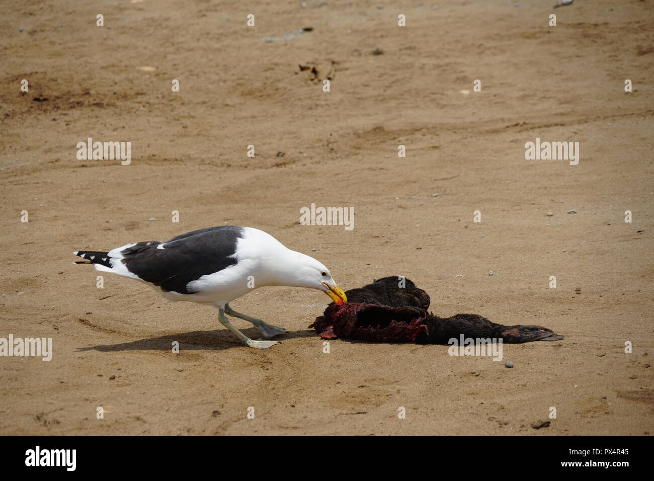 Möwe frisst toten Südafrikanische Seebär (Arctocephalus Pusillus), Kreuzkap Robbenreservat, Cape Cross, Dorob Nationalpark, Republik Namibia, Afrika Stockfoto