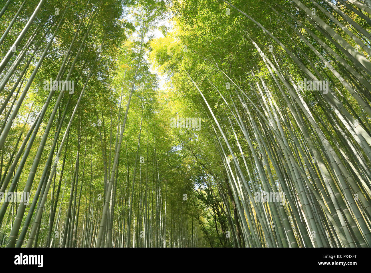 Bambus Straße in Kyoto, Arashiyama Stockfoto