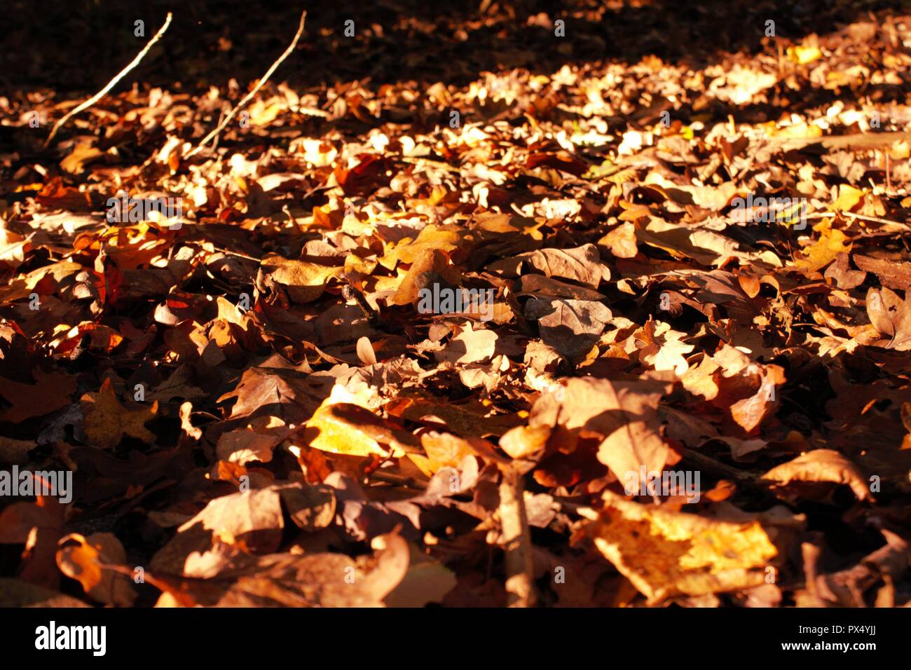Woodland Blätter in der Sonne aalen Stockfoto