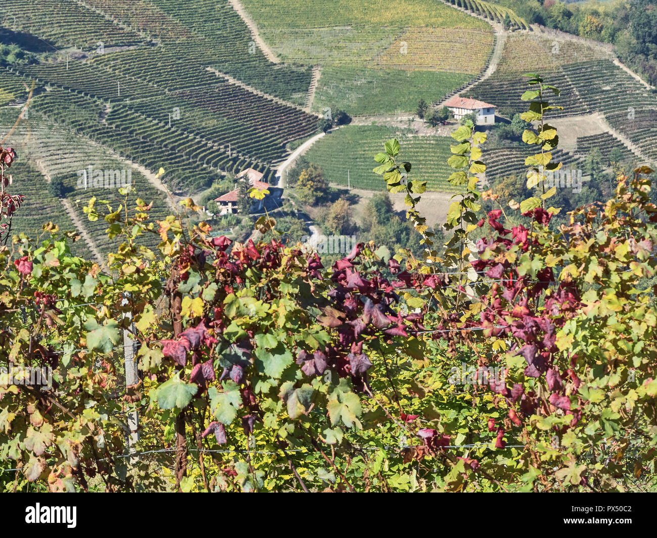 Blick auf die Landschaft der Langhe, eine countryisde in Pedmont sehr beliebt wegen der guten Weine und Lebensmittel Stockfoto Blick auf die Landschaft der Langhe, eine countryisde in Pedmont sehr beliebt wegen der guten Weine und Lebensmittel Stockfoto