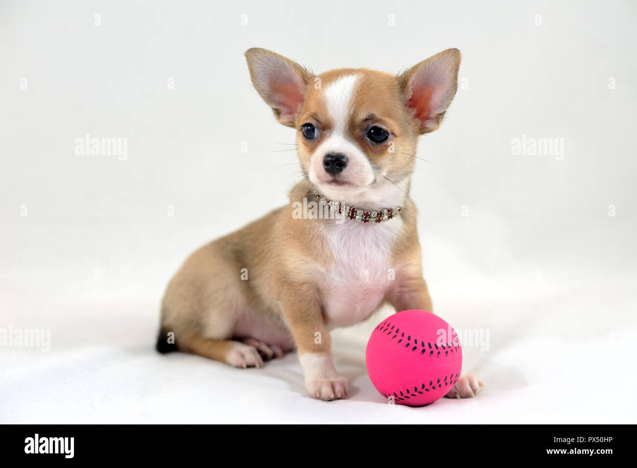 Tennins Player - Chihuahua Pyppy mit Tennis Ball Stockfoto