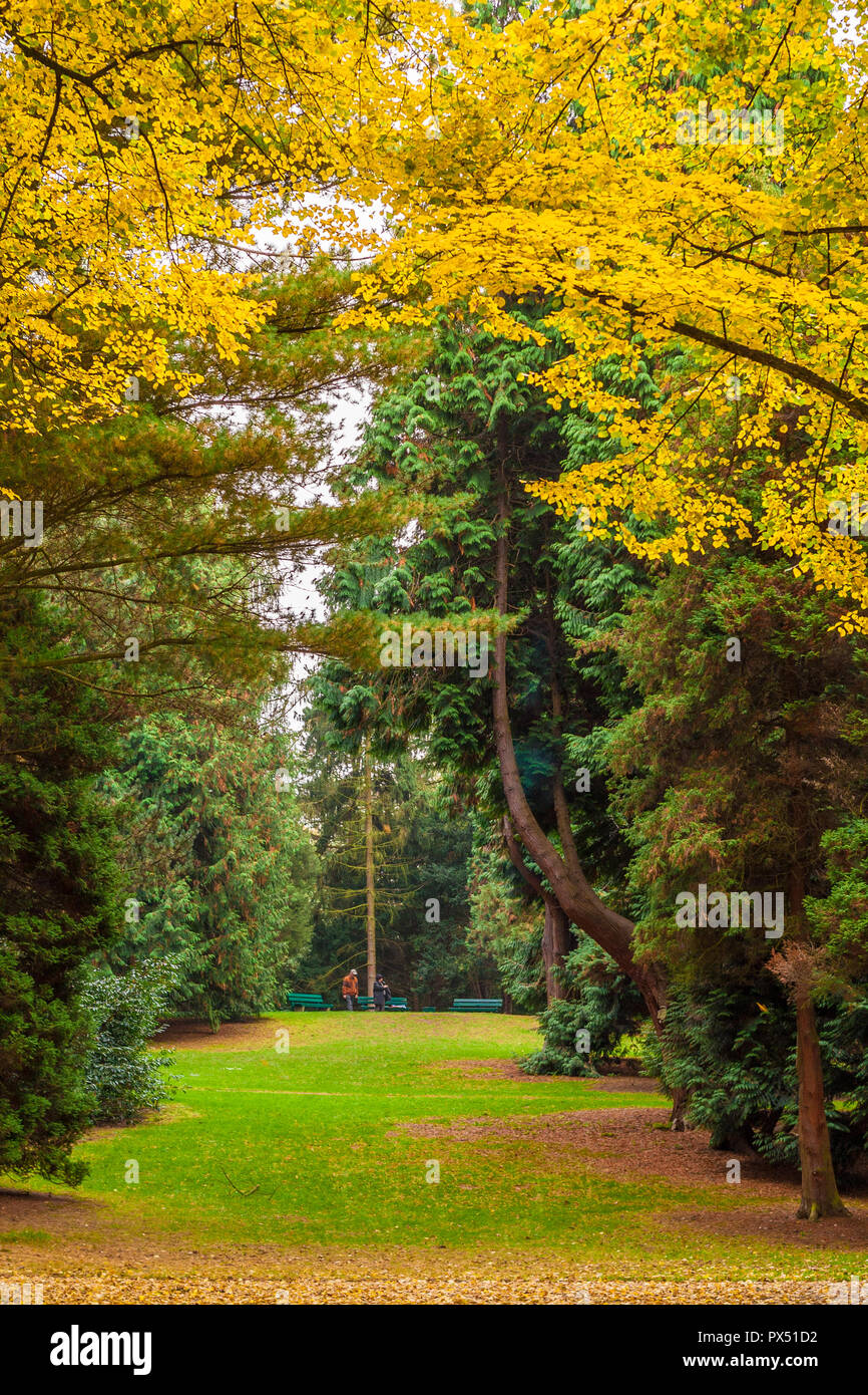 Eine malerische Szene, durch gelbe Herbstfärbung gerahmt, zeigt eine wunderschöne Clearing mit Herbstlaub bedeckt Gras zwischen Nadelbäumen, Bänke, wo führende... Stockfoto