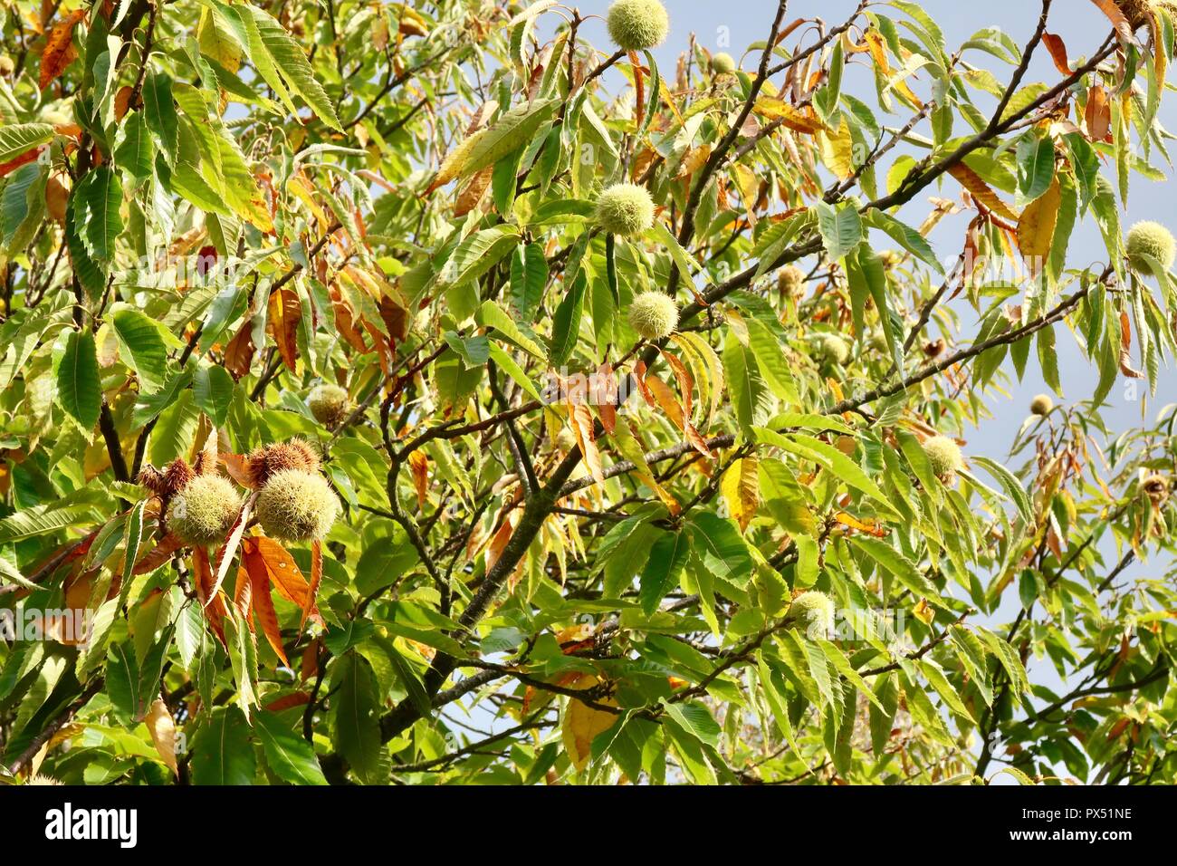 Kastanienbaum im Kesgrave, Suffolk, Großbritannien. Herbst, Oktober 2018. Stockfoto