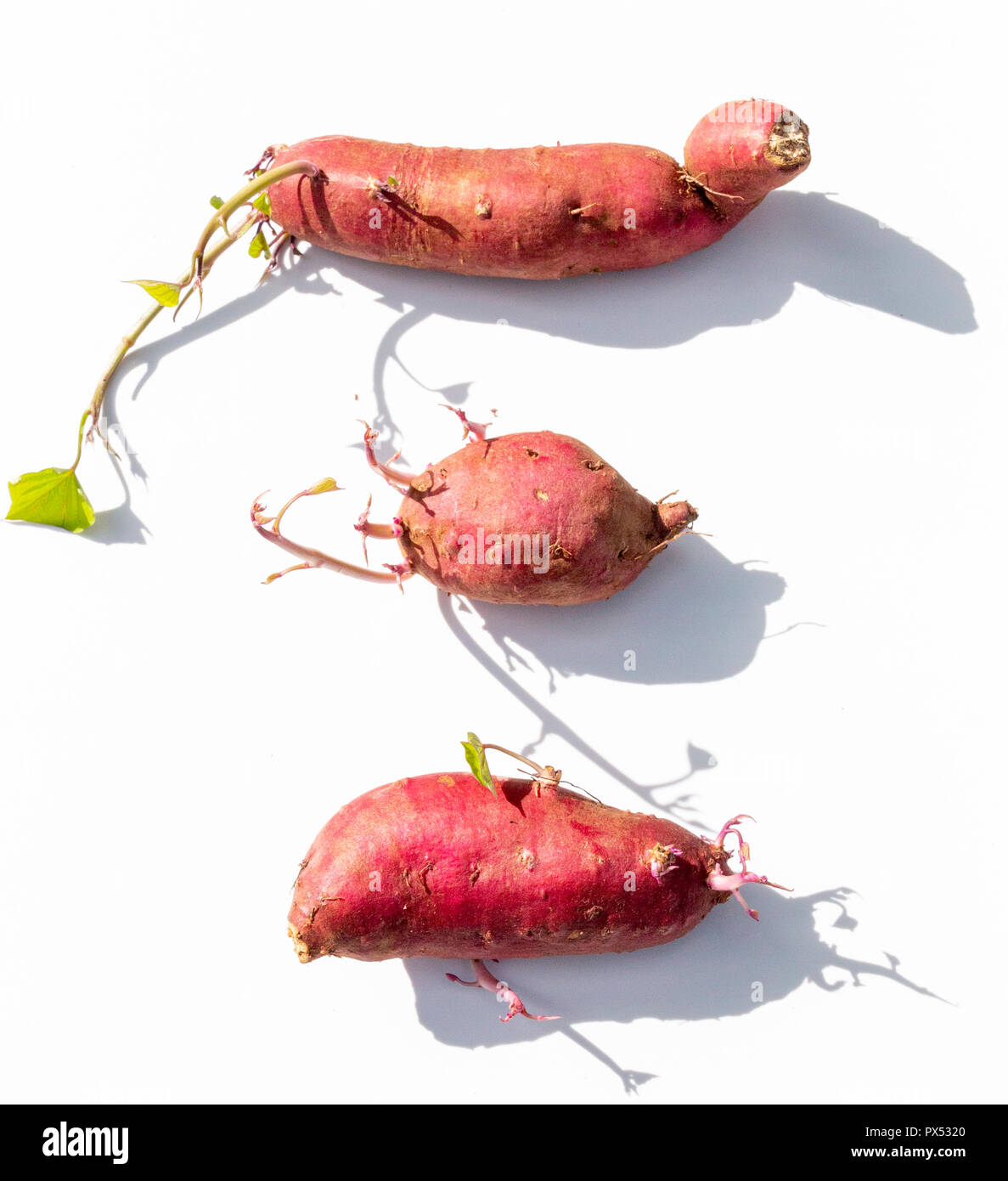 Eine Nahaufnahme von drei rote Süßkartoffeln in einer geraden Zeile oder Linie mit Wurzeln, wachsen oben, seitlich und unten auf einem isolierten weißen Hintergrund Stockfoto
