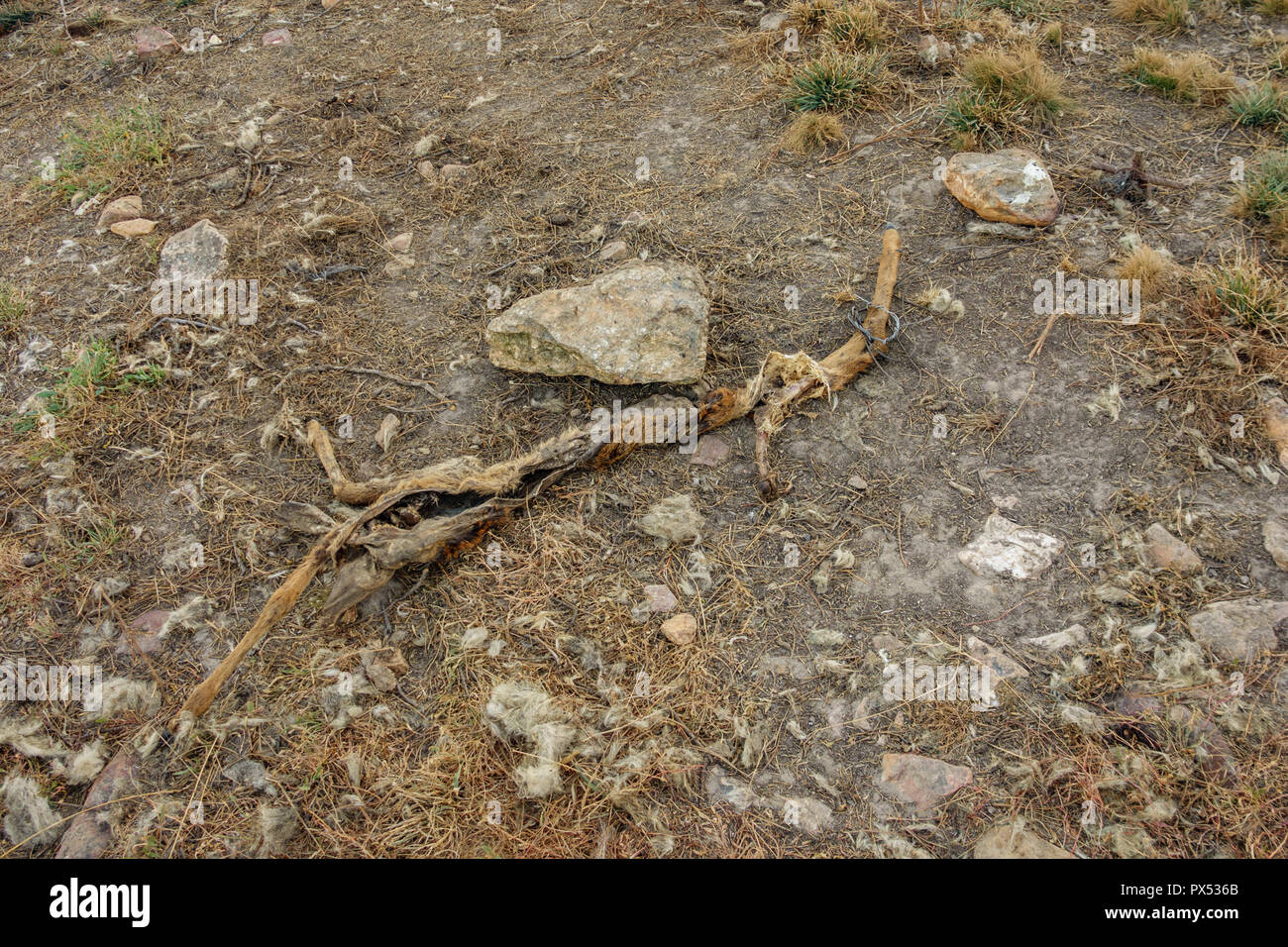 Deer skeleton gegessen von Wolfs Stockfoto