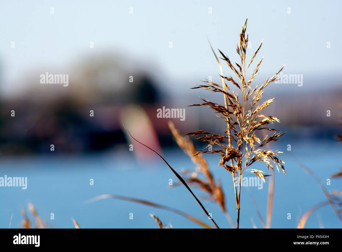 Konzept Natur: Blick auf den See Stockfoto