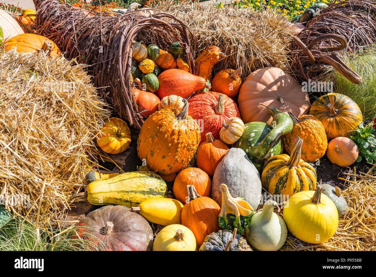 Herbst Anordnung der bunten Kürbisse und Kürbisse Stockfoto