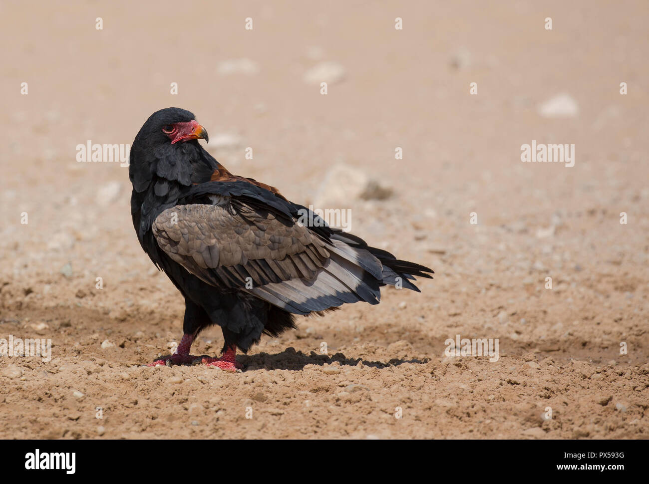 Vogel, Sie, auf dem Boden sitzend, Südafrika Stockfoto